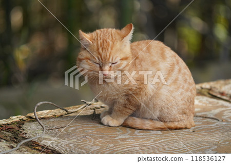 Cute kitten with swollen cheeks like an injured squirrel 118536127