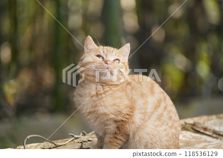 Cute kitten with swollen cheeks like an injured squirrel Cute kitten with swollen cheeks like an injured squirrel 118536129
