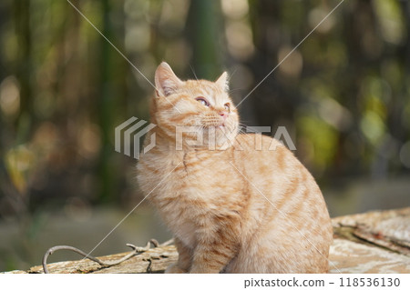 Cute kitten with swollen cheeks like an injured squirrel Cute kitten with swollen cheeks like an injured squirrel 118536130