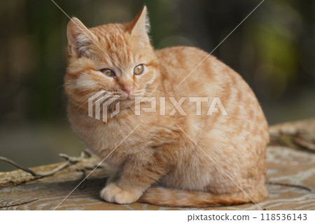 一隻可愛的小貓，臉頰腫脹，像受傷的松鼠吃了食物 118536143