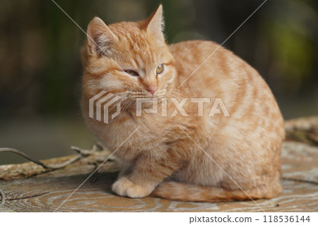 一隻可愛的小貓，臉頰腫脹，像受傷的松鼠吃了食物 118536144