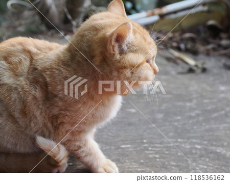 Cute kitten with swollen cheeks like an injured squirrel Cute kitten with swollen cheeks like an injured squirrel 118536162