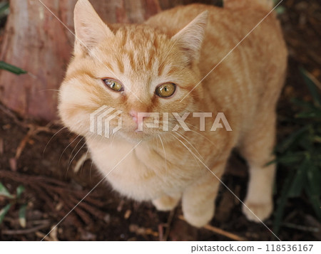 Cute kitten with swollen cheeks like an injured squirrel 118536167