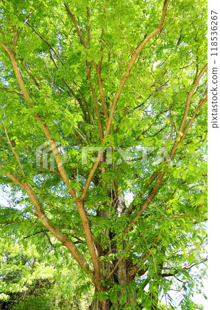 Metasequoia close-up vertical position 118536267