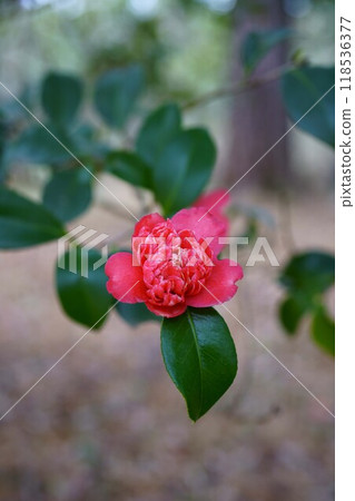 7110 Tsubaki Bentoban 7110 Tsubaki Bentoban 118536377