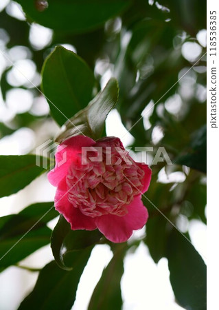 7117 山茶花 猩紅 香蕉 118536385