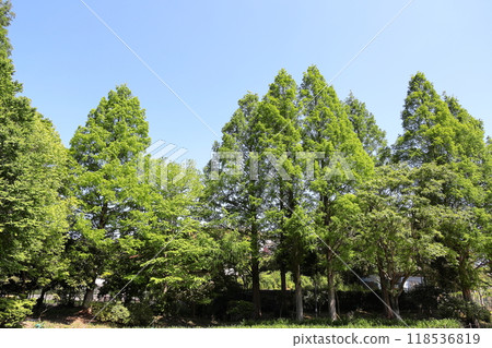 Metasequoia Tree Line Metasequoia Tree Line 118536819