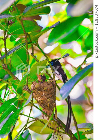 Sancho-kancho的育兒 Sancho-kancho的育兒 118537074