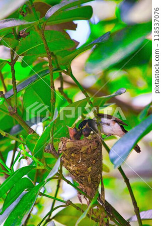 Sancho-kancho的育兒 Sancho-kancho的育兒 118537076