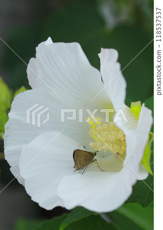 紅腹蝴蝶棲息在蝴蝶花上 118537537