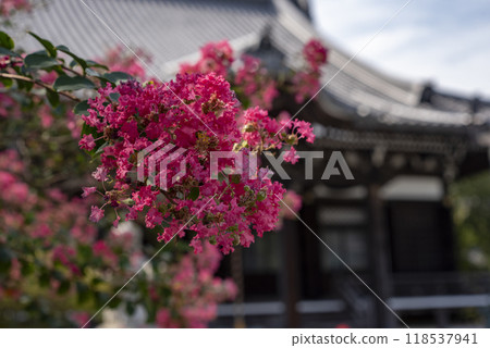 鎌倉 249 本覺寺 3 紫薇 118537941
