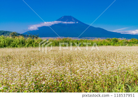 [山梨郡] 初秋的富士山上空的忍野蕎麥田 118537951