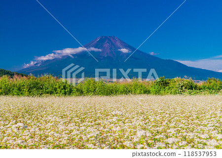 [山梨郡] 初秋的富士山上空的忍野蕎麥田 118537953