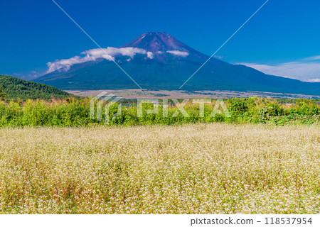 [Yamanashi Prefecture] Fuji in early autumn seen over the buckwheat fields of Oshino 118537954