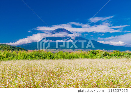 [Yamanashi Prefecture] Fuji in early autumn seen over the buckwheat fields of Oshino 118537955