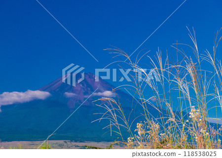 【山梨郡】初秋的富士山透過忍野的蒲葦 【山梨郡】初秋的富士山透過忍野的蒲葦 118538025