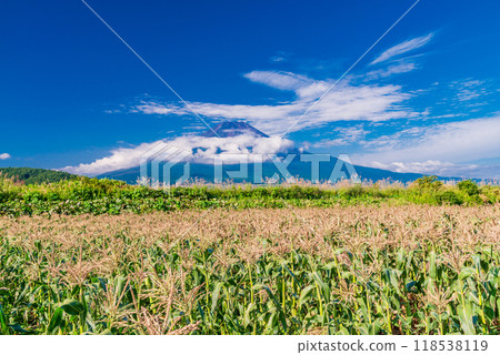 [山梨縣]初秋的富士山玉米田 118538119