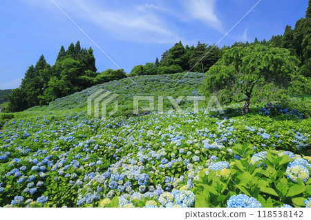 Akasaka Public Garden Hydrangea 2024 Akasaka Public Garden Hydrangea 2024 118538142
