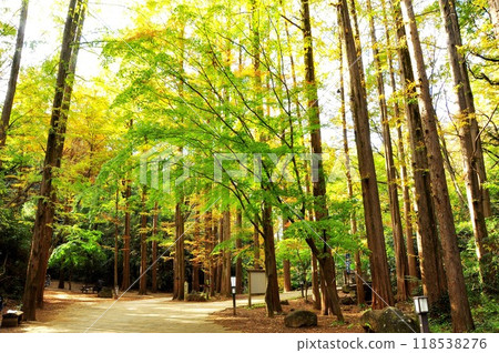 川崎市生田綠地的黃葉水杉林 川崎市生田綠地的黃葉水杉林 118538276