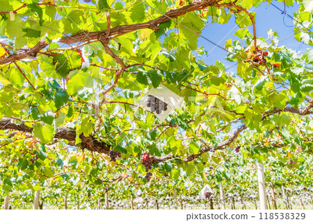 [Yamanashi Prefecture] Grape picking, grapes from the vineyards - Kyoho grapes 118538329