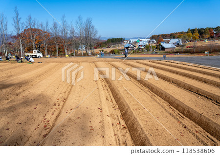 秋天，岐阜縣郡上市，人們在日野高原伊卡之裡的花田和花田的田脊上勞動。 118538606