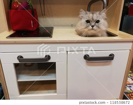 Chinchilla Persian peeking out from the kitchen sink 118538672
