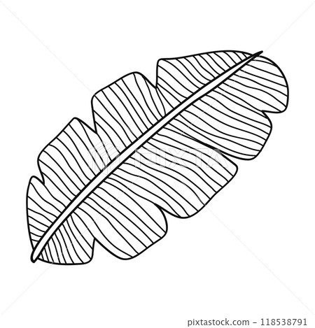 Banana leaf line art hand drawn vector illustration Banana leaf line art hand drawn vector illustration 118538791