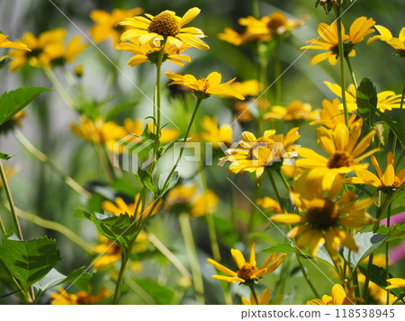 Heliosys Heliosys 118538945