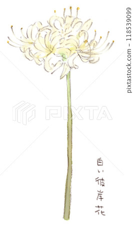秋季植物,白色孤挺花(Shirobana manjushage)的水彩插圖 秋季植物,白色孤挺花(Shirobana manjushage)的水彩插圖 118539099