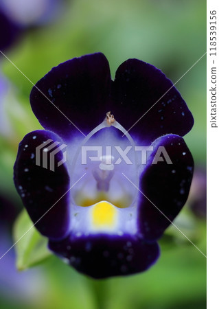 丁香花的宏觀觀 丁香花的宏觀觀 118539156