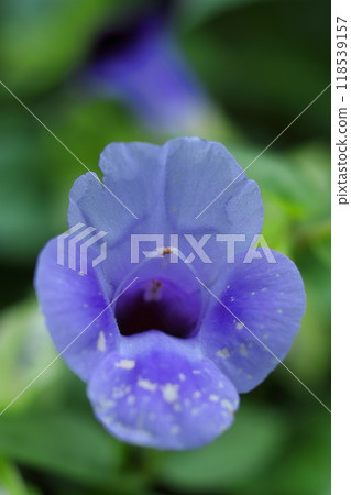 Macro of flowering melon 118539157