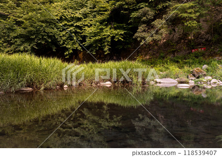 forest reflection on a lake 118539407