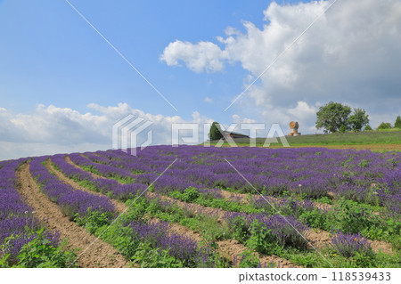 Flowerland Kamifurano's lavender fields spread across the hills Flowerland Kamifurano's lavender fields spread across the hills 118539433