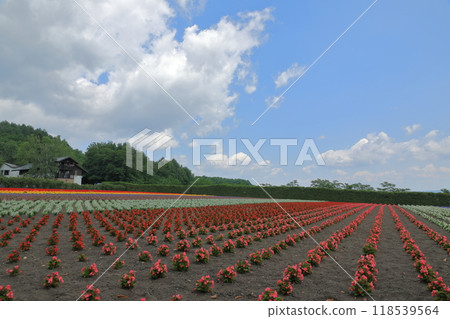 Colorful scenery at Farm Tomita's fields in early summer 118539564