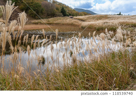 Autumn in the Soni Plateau and Okame Pond in Soni Village, Uda County, Nara Prefecture 118539740