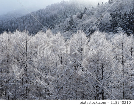 覆蓋著白霜的霧凇松林在早晨的陽光下閃閃發亮,銀光閃閃,美麗動人。 覆蓋著白霜的霧凇松林在早晨的陽光下閃閃發亮,銀光閃閃,美麗動人。 118540210