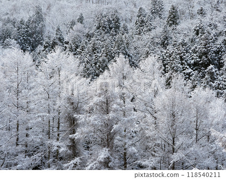 白霜覆蓋的松林和雪松林在早晨的陽光下閃閃發光，營造出令人印象深刻的美麗單色世界。 118540211