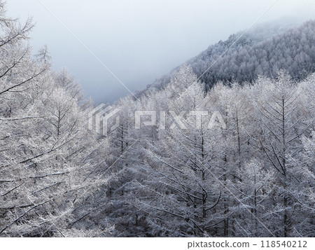 覆蓋著白霜的松林在早晨的陽光下閃閃發光,營造出令人印象深刻的美麗單色世界。 覆蓋著白霜的松林在早晨的陽光下閃閃發光,營造出令人印象深刻的美麗單色世界。 118540212