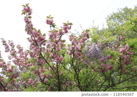 Blooming double cherry blossoms Blooming double cherry blossoms 118540307