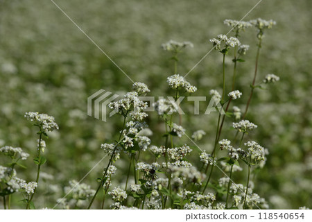 White buckwheat flowers 118540654