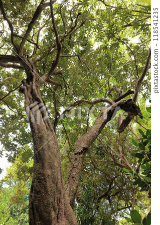 Nature Plants Akatetsu, a southern evergreen tree found in tropical Asia. In Japan, it grows wild on the islands of Okinawa. Nature Plants Akatetsu, a southern evergreen tree found in tropical Asia. In Japan, it grows wild on the islands of Okinawa. 118541235