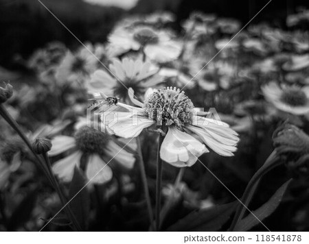 Daisies and Horseflies - Monochrome 118541878