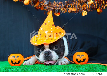 波士頓梗犬戴上萬聖節帽子看起來很可愛♡ 118542688