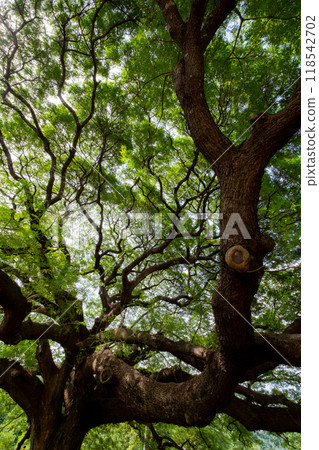 Chamchuree Yak, Giant Silk Tree, Kanchanaburi, Thailand 118542702