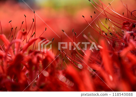 Bright red flowers 118543088