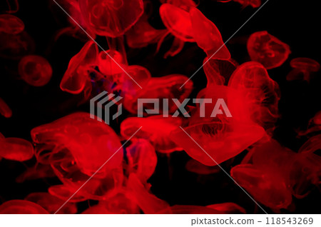 Sea jellyfish under the red light in the aquarium Sea jellyfish under the red light in the aquarium 118543269