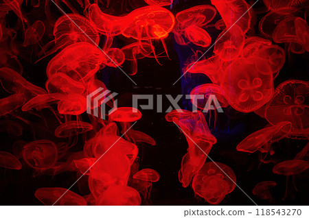 Sea jellyfish under the red light in the aquarium 118543270