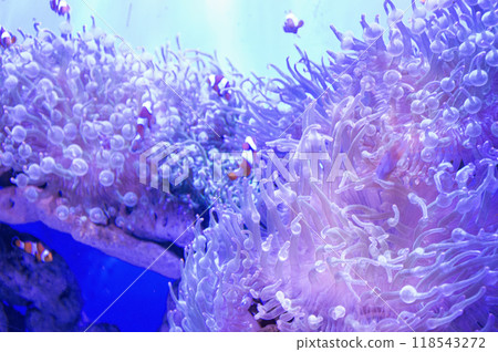 Sea anemones are part of the coral ecosystem. 118543272
