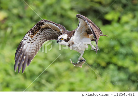 魚鷹捕捉魚並透過拍打翅膀飛行。 魚鷹捕捉魚並透過拍打翅膀飛行。 118543481