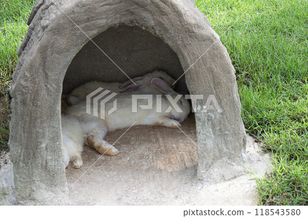 A family of rabbits sleeping in a hole A family of rabbits sleeping in a hole 118543580